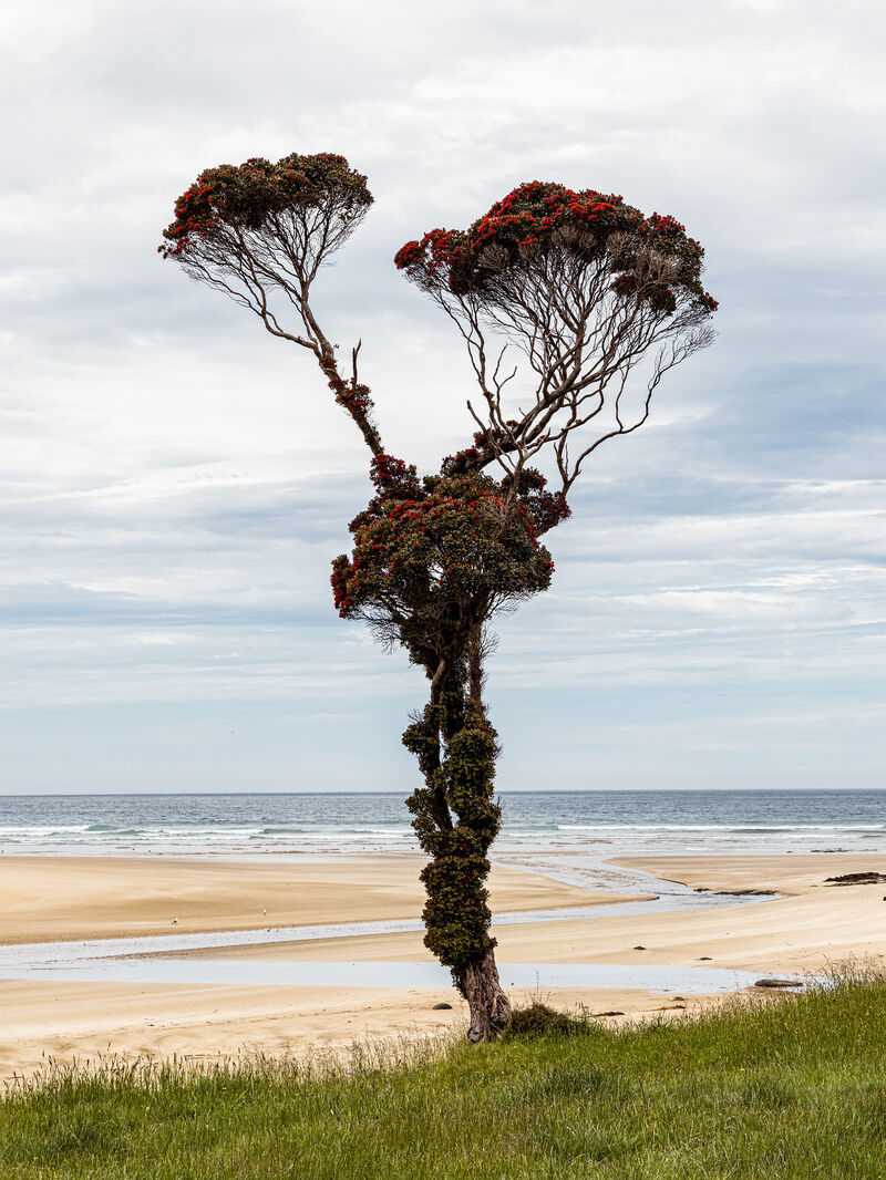 New Zealand / Endless Landscapes