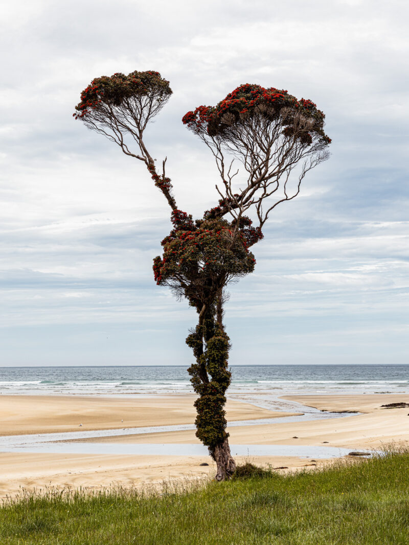 New Zealand / Endless Landscapes
